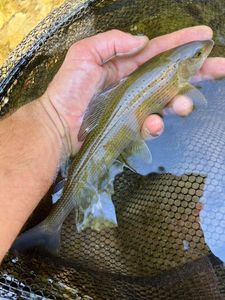 Grayling