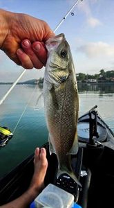 European Bass (Seabass)