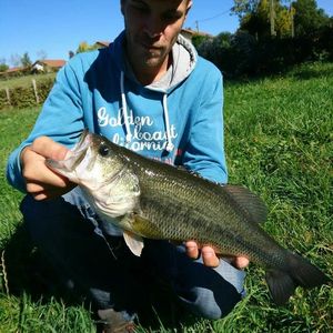 Largemouth Bass
