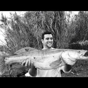 Zander