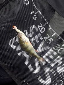 European Perch