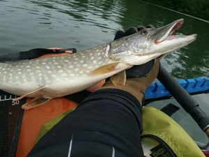 Northern Pike