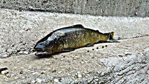 Brown Trout
