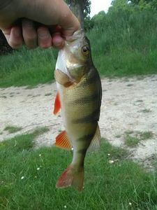 European Perch