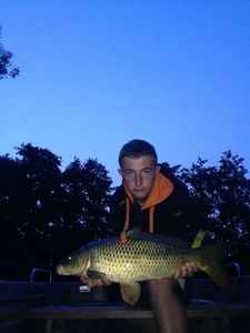 Common Carp