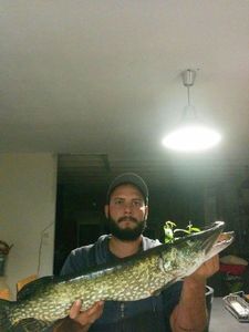 Northern Pike