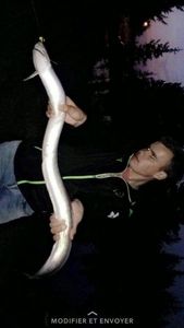 European Eel (Common Eel)