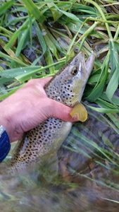 Brown Trout