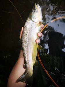 Brown Trout