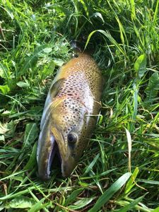 Brown Trout