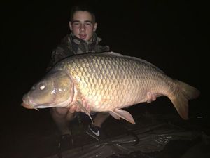 Common Carp