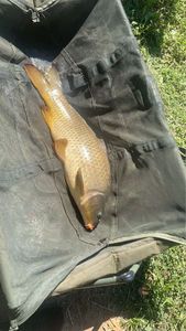 Common Carp