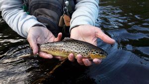 Brown Trout