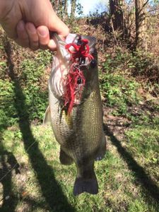 Largemouth Bass