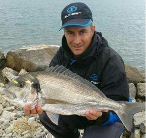 Gilthead Seabream