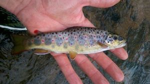 Brown Trout