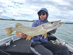 Northern Pike