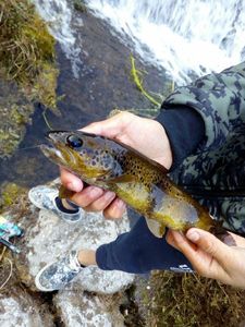 Brown Trout