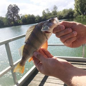 European Perch