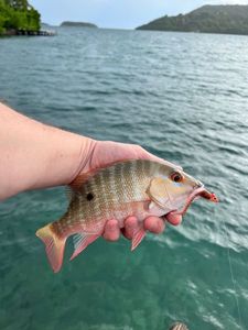 Mutton Snapper