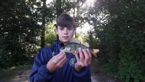 European Perch