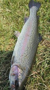 Rainbow Trout