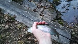 Rainbow Trout