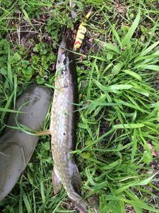 Northern Pike