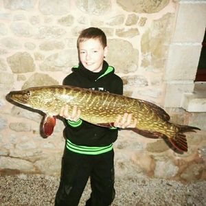 Northern Pike