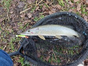 Northern Pike