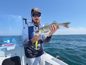 European Bass (Seabass)