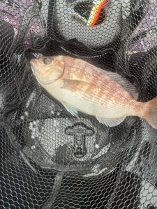 Blackspot Seabream
