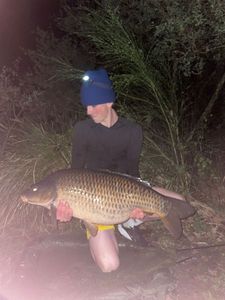 Common Carp