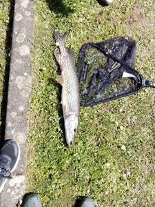 Northern Pike