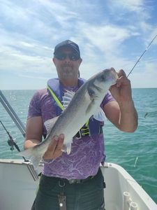 European Bass (Seabass)