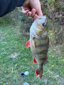 European Perch