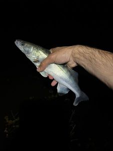 Zander