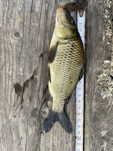 Mirror Carp