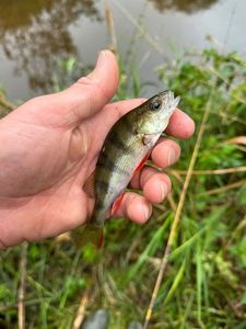 European Perch