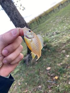 Green Sunfish