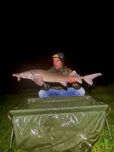 Sturgeon