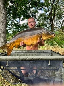 Mirror Carp