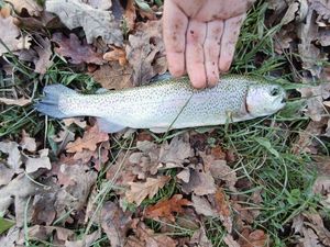 Rainbow Trout