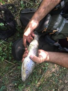 Brown Trout