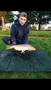 Common Carp