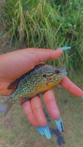 Green Sunfish