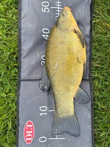 Tench