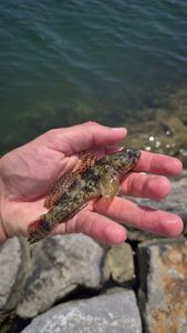 Round Goby