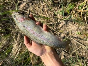 Rainbow Trout