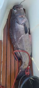 Wreckfish